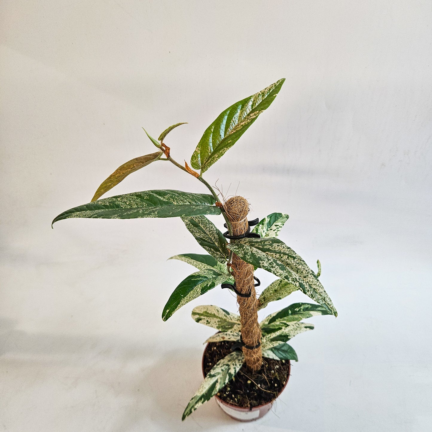 Ficus sagittata 'Variegata' 9cm H20cm