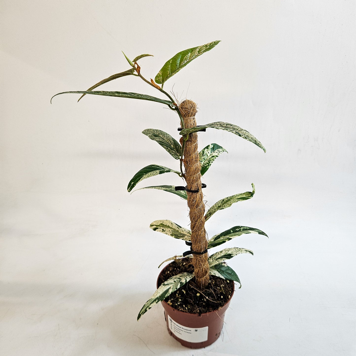 Ficus sagittata 'Variegata' 9cm H20cm