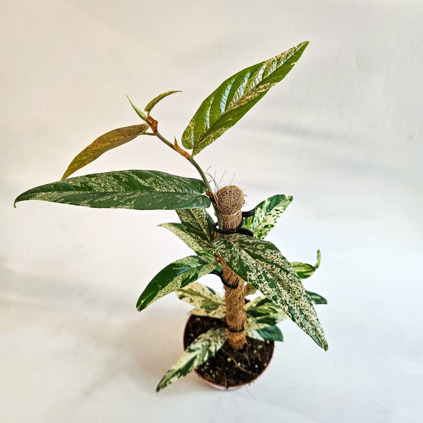 Ficus sagittata 'Variegata' 9cm H20cm
