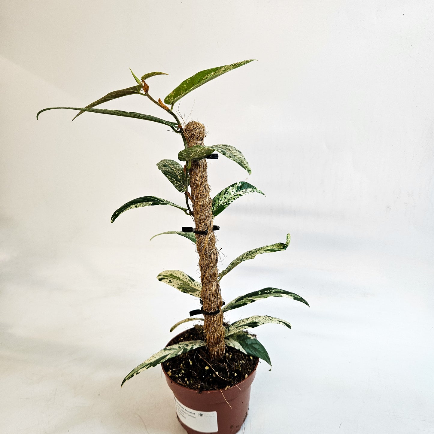 Ficus sagittata 'Variegata' 9cm H20cm
