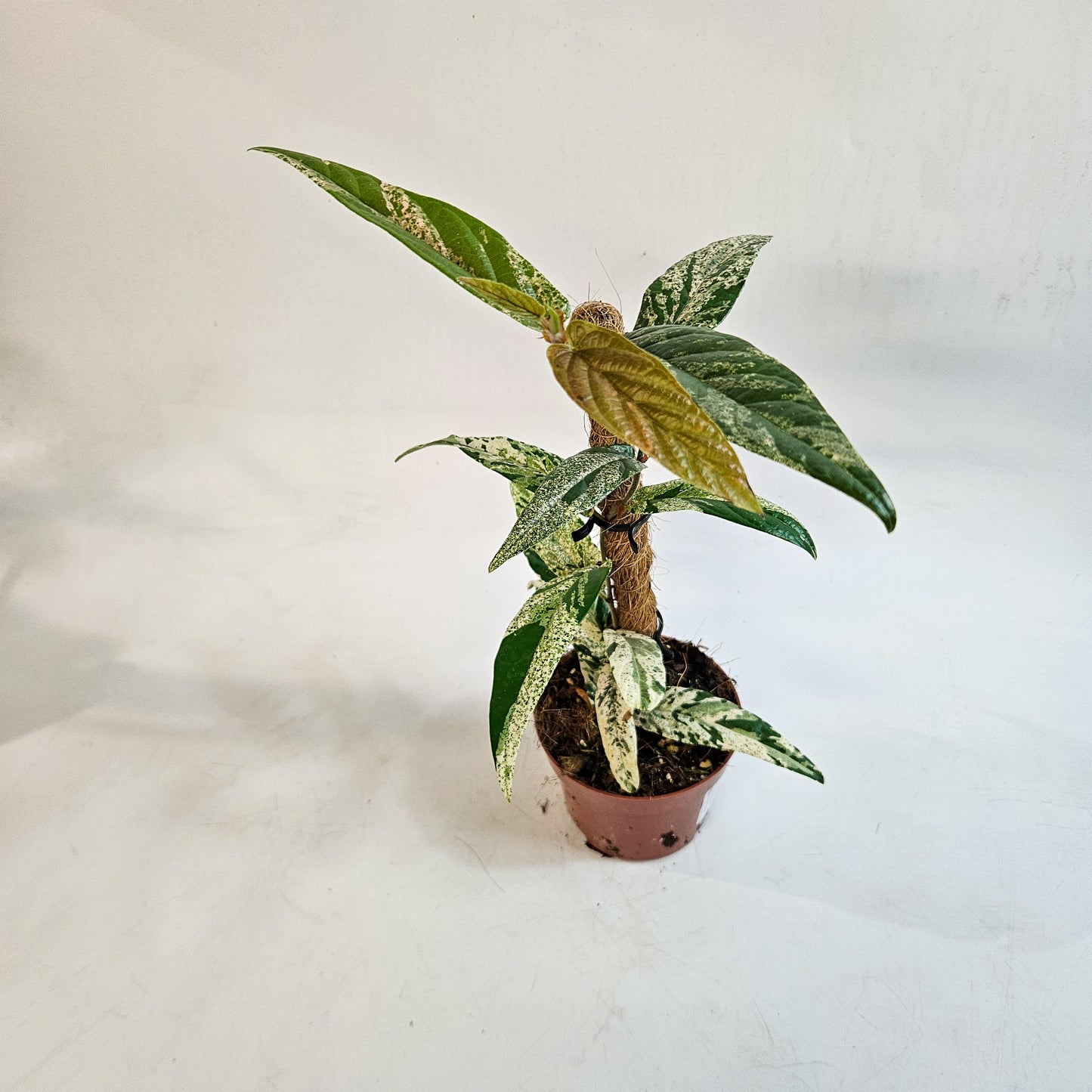Ficus sagittata 'Variegata' 9cm H20cm