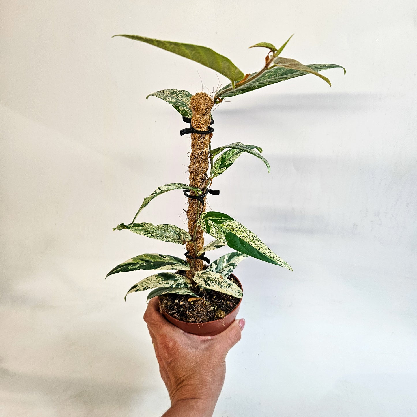 Ficus sagittata 'Variegata' 9cm H20cm