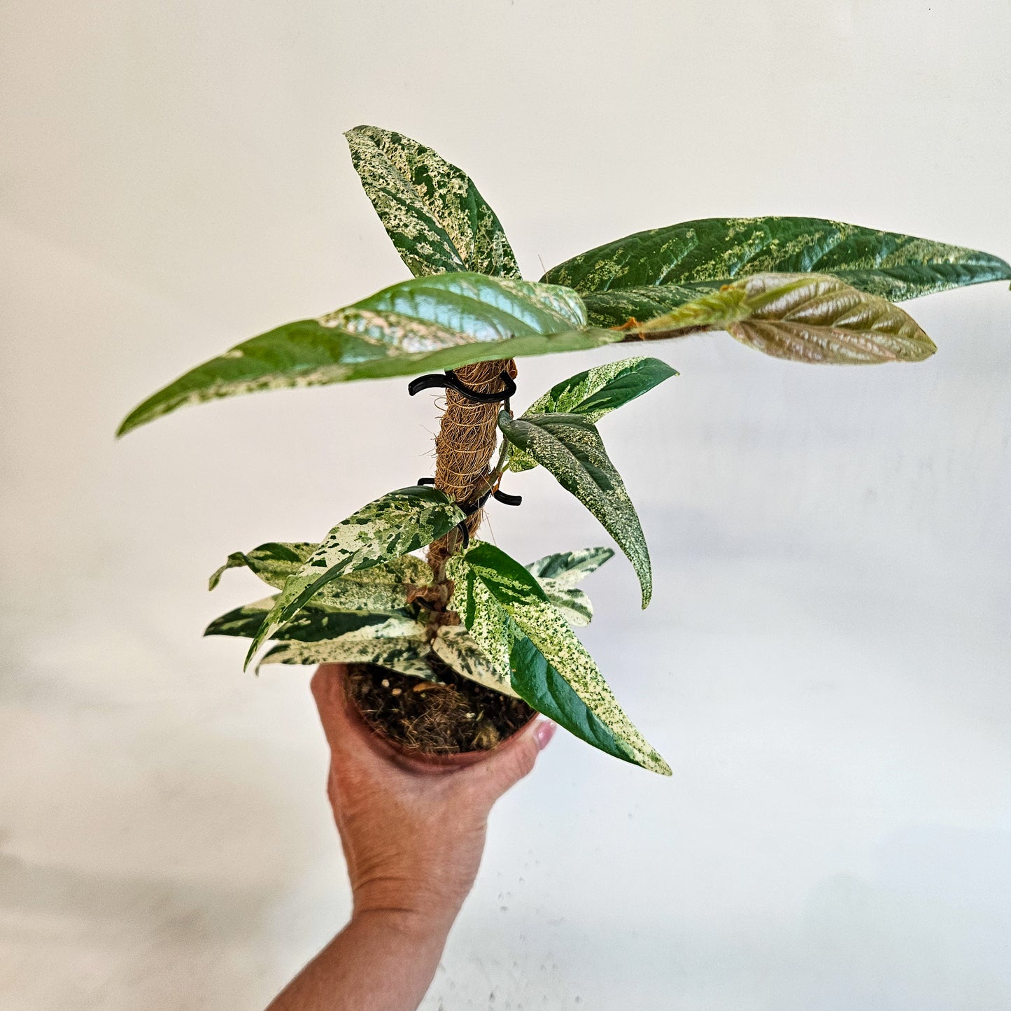 Ficus sagittata 'Variegata' 9cm H20cm