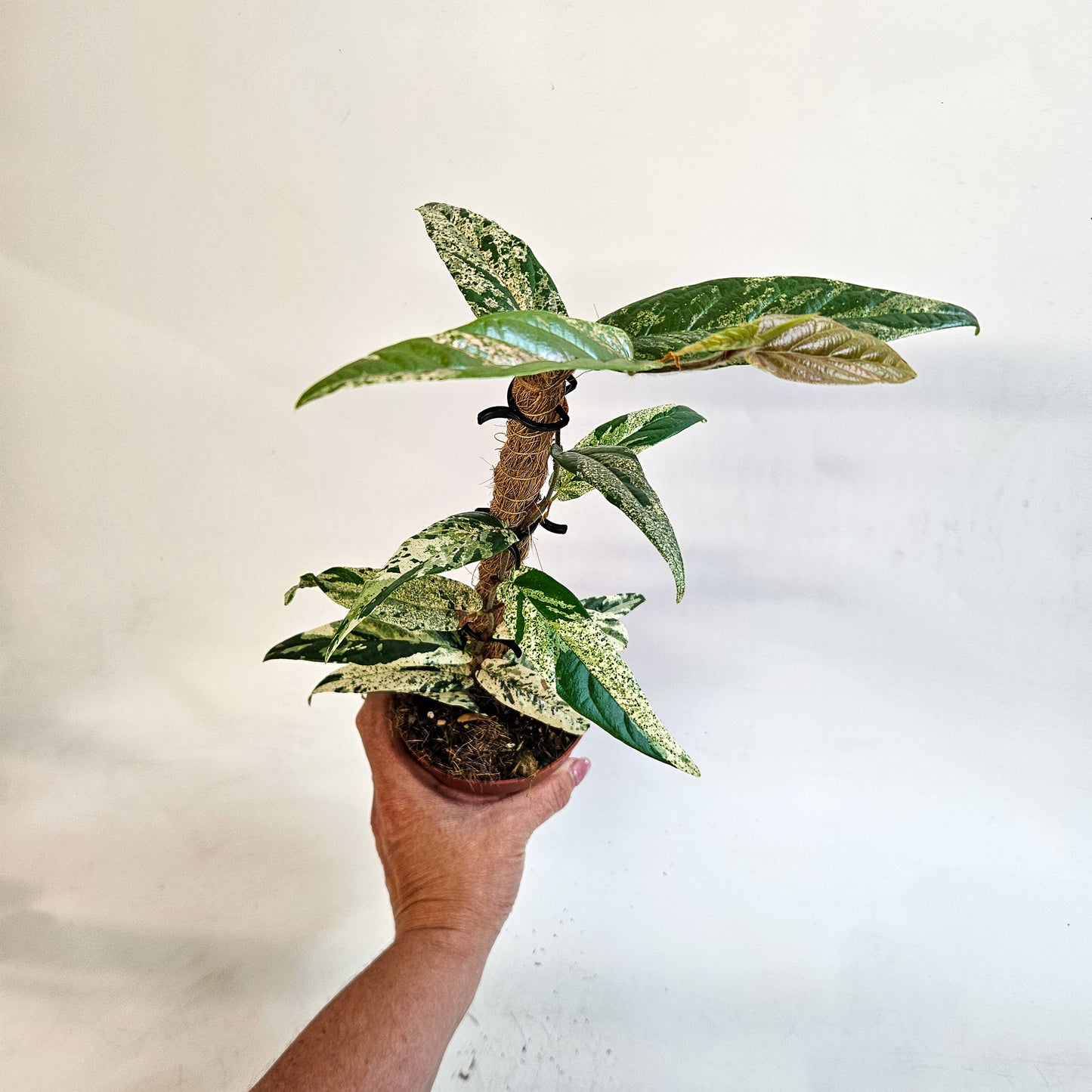 Ficus sagittata 'Variegata' 9cm H20cm