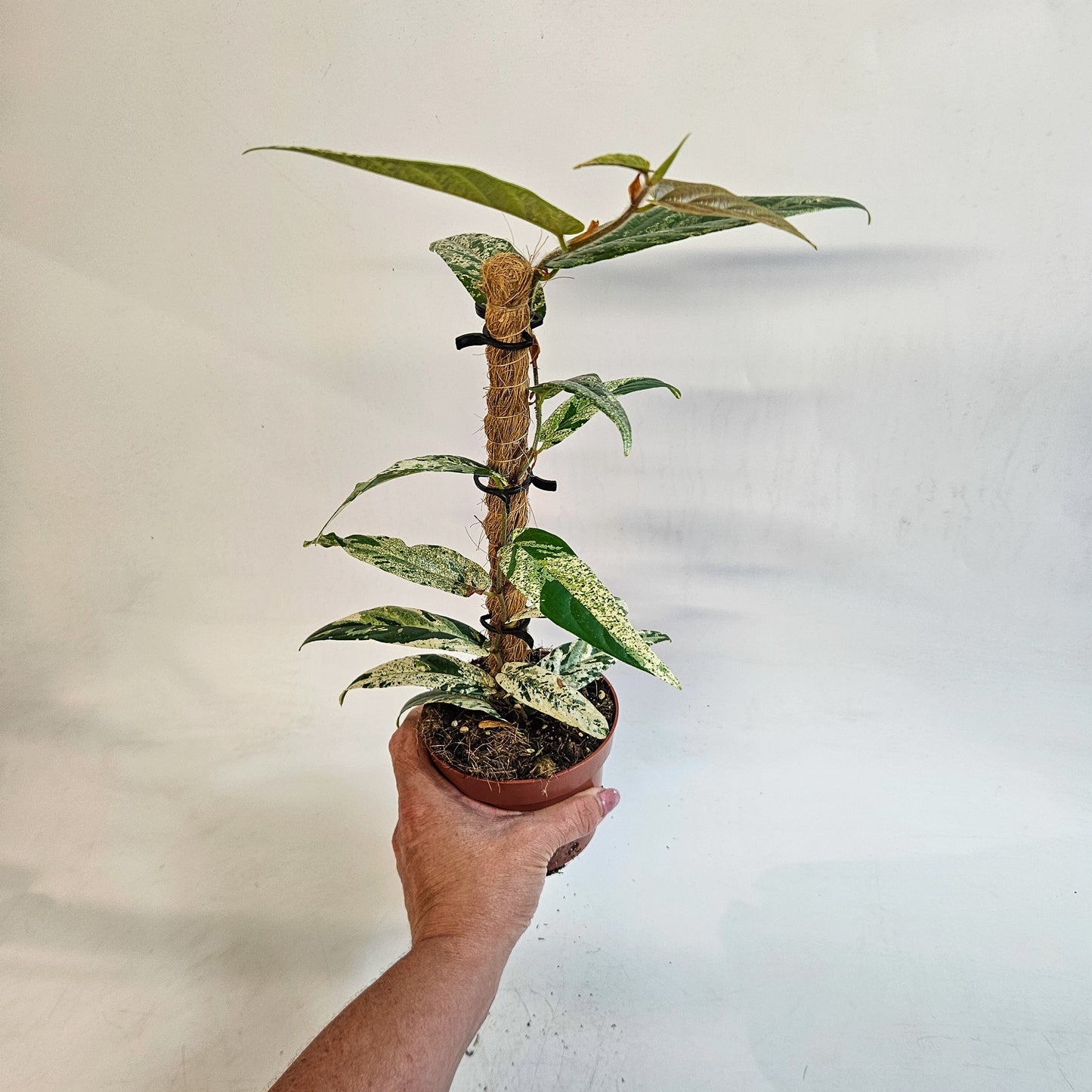 Ficus sagittata 'Variegata' 9cm H20cm