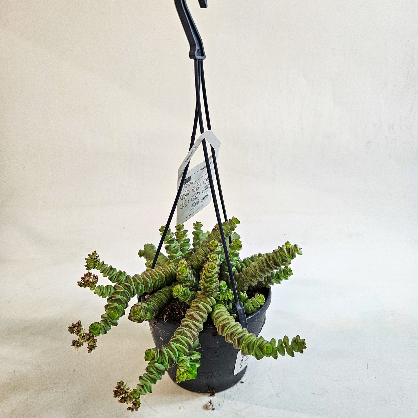Crassula 'Hottentot' 12cm H30 - 40cm