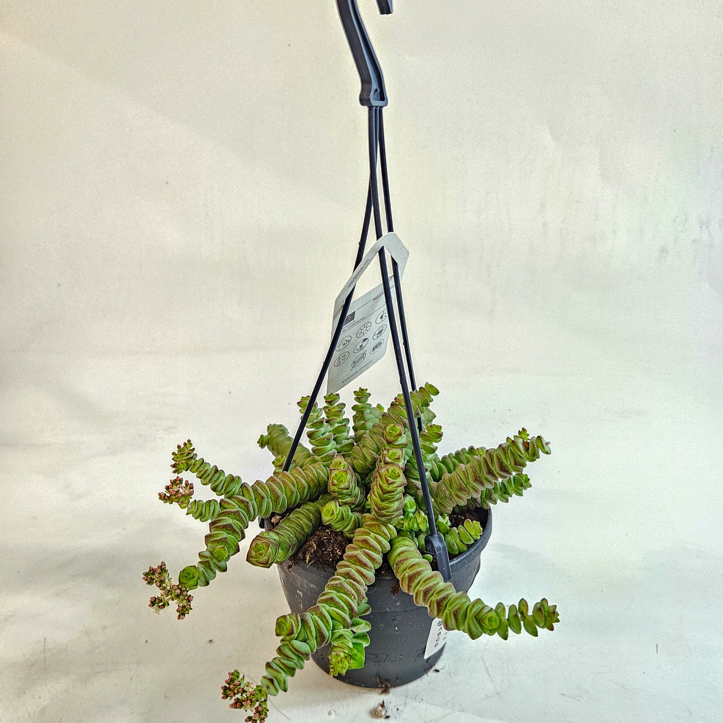 Crassula 'Hottentot' 12cm H30 - 40cm