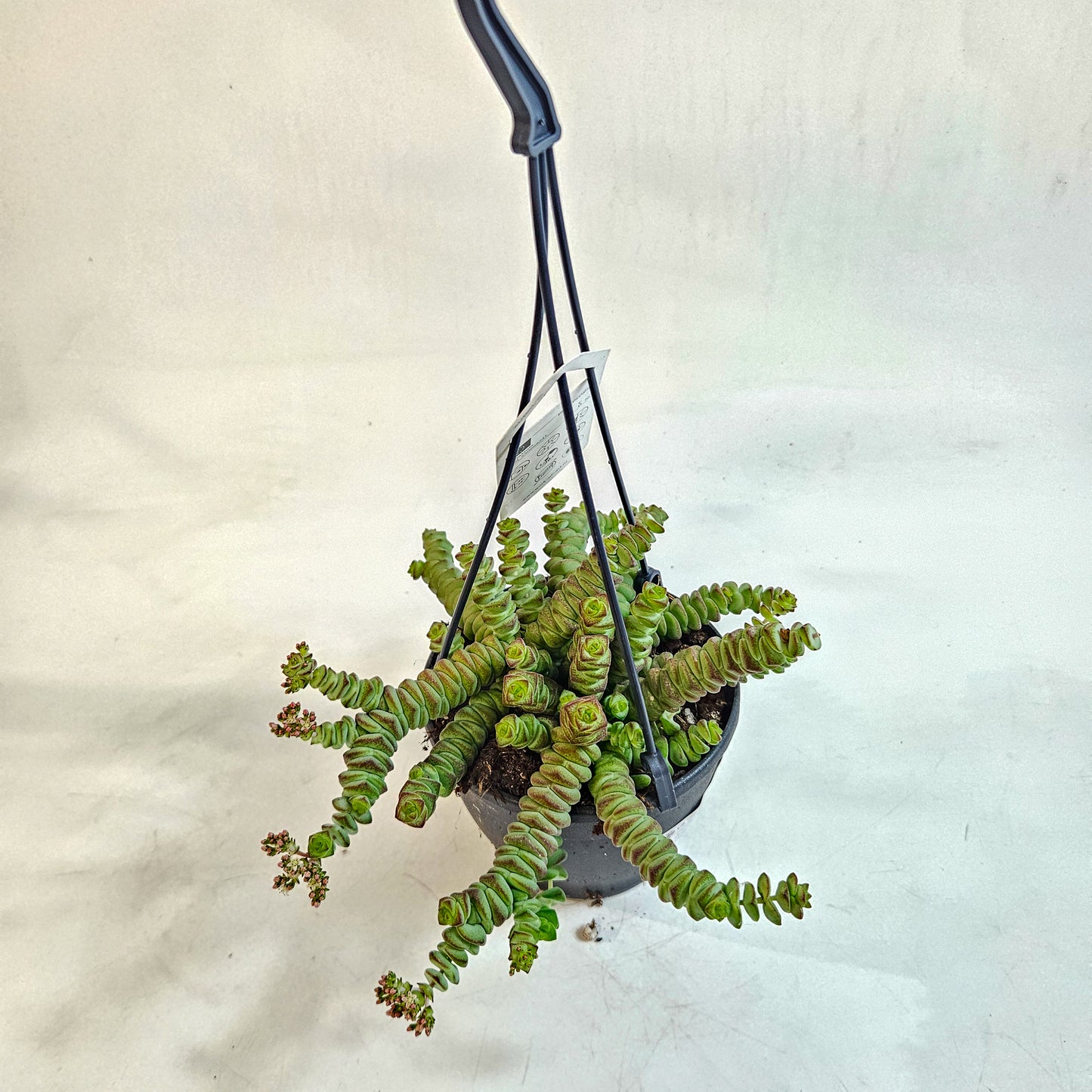 Crassula 'Hottentot' 12cm H30 - 40cm