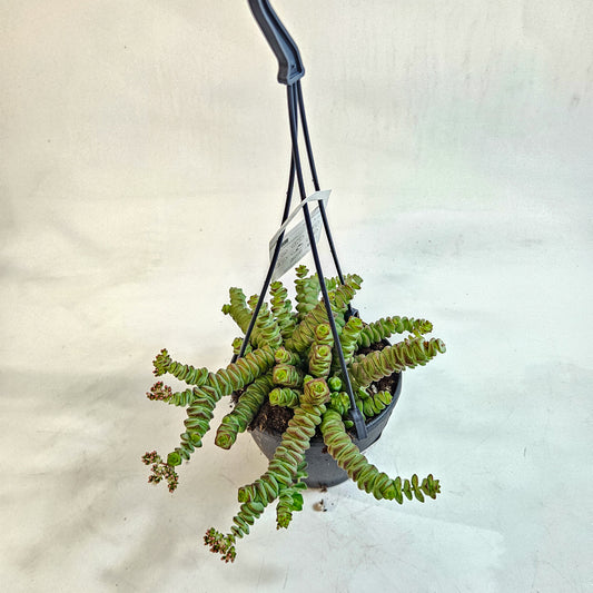 Crassula 'Hottentot' 12cm H30 - 40cm