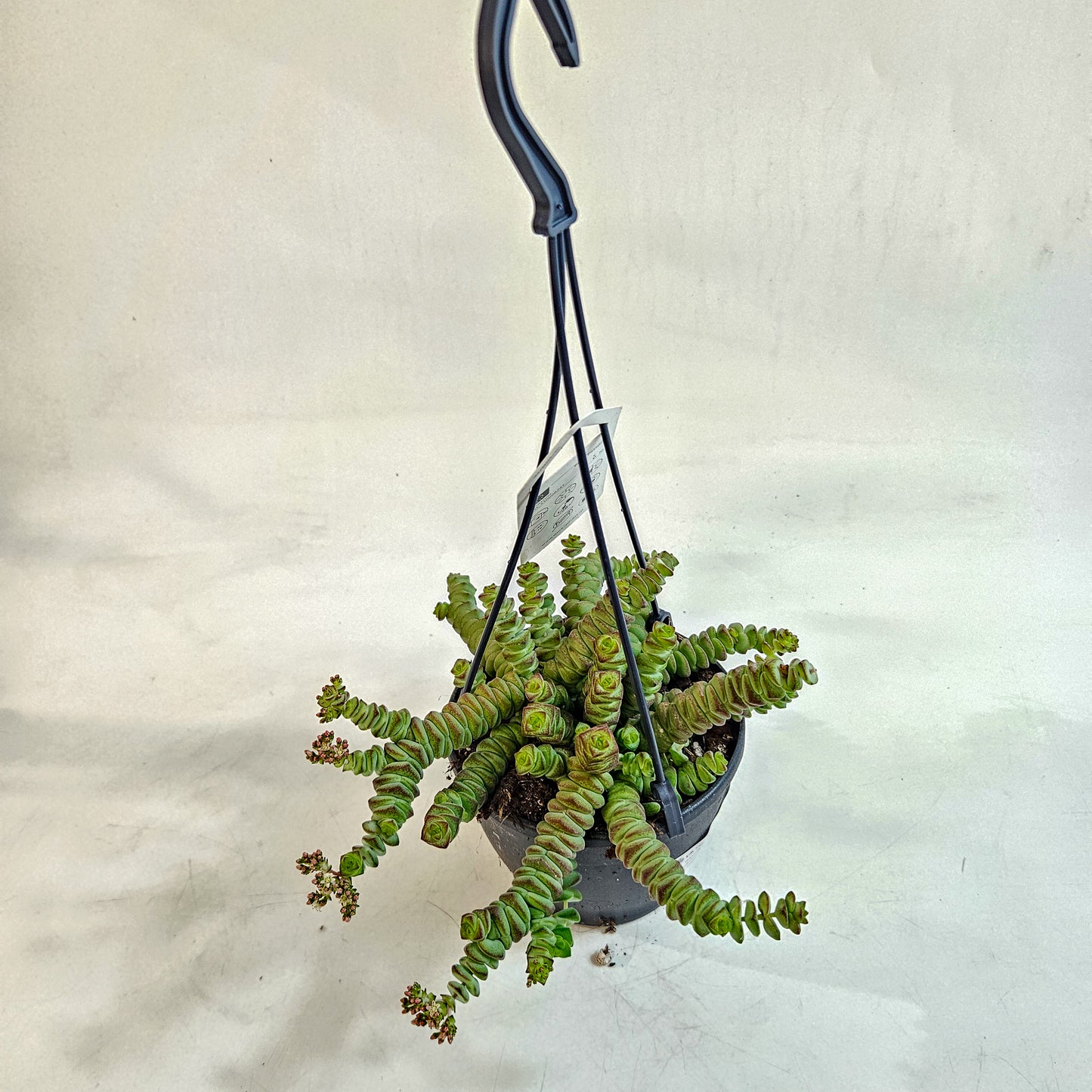 Crassula 'Hottentot' 12cm H30 - 40cm