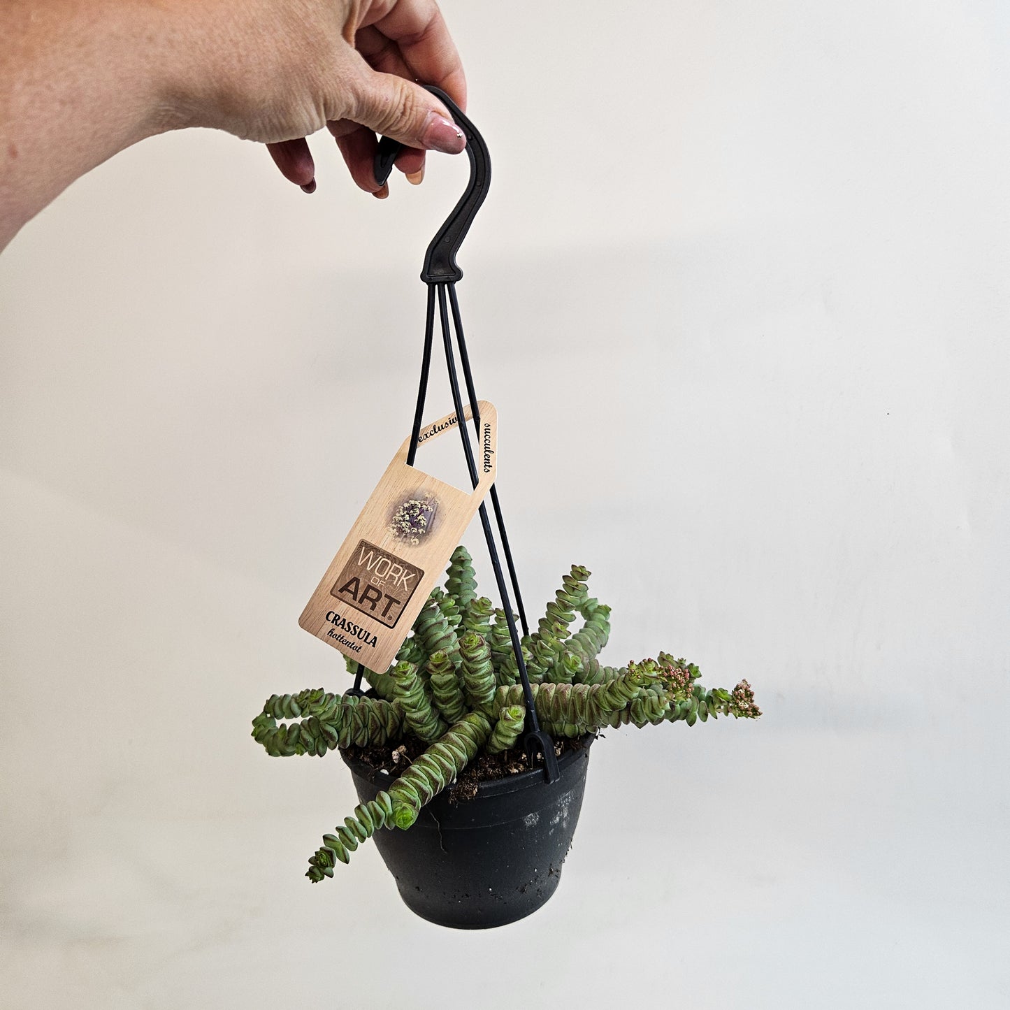 Crassula 'Hottentot' 12cm H30 - 40cm