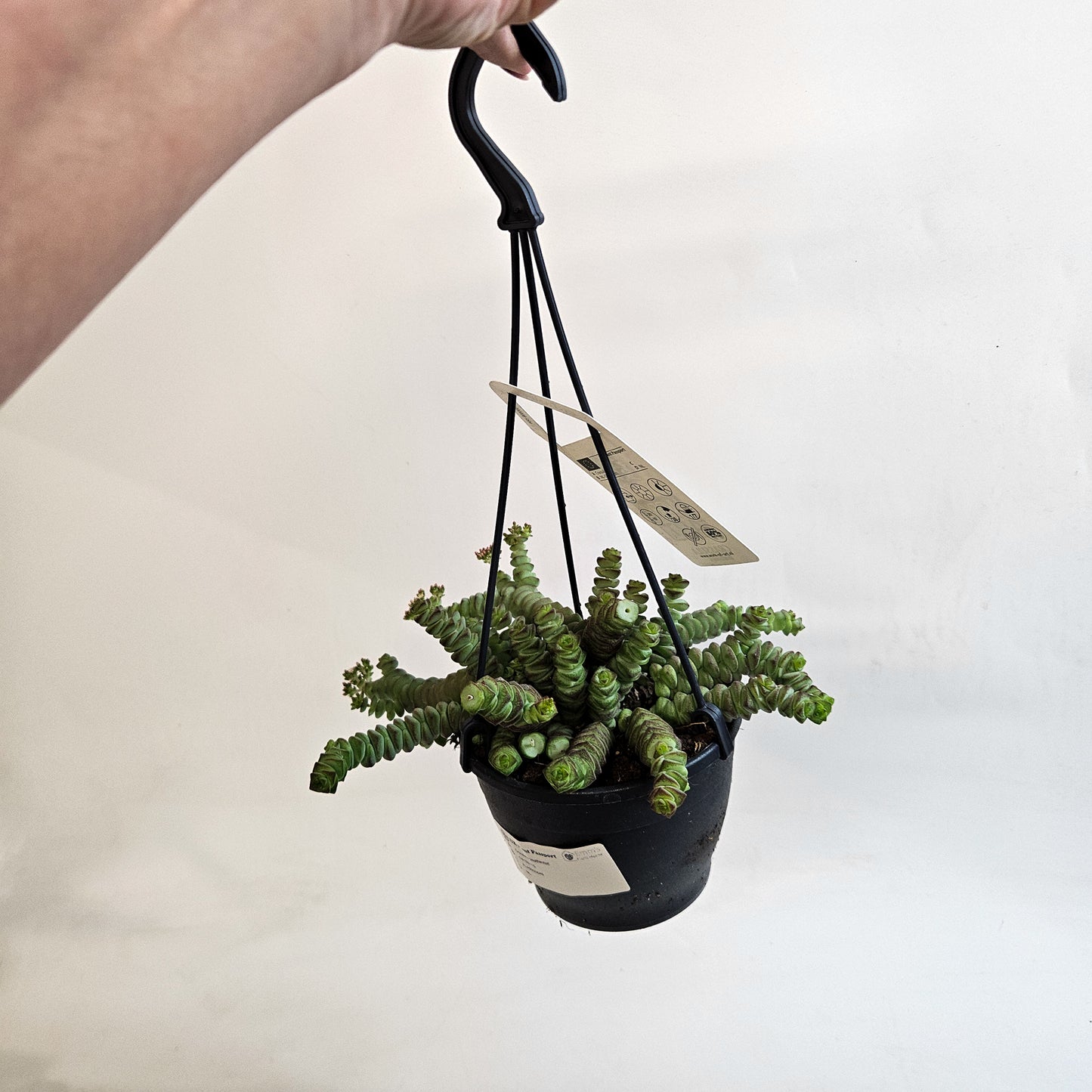 Crassula 'Hottentot' 12cm H30 - 40cm
