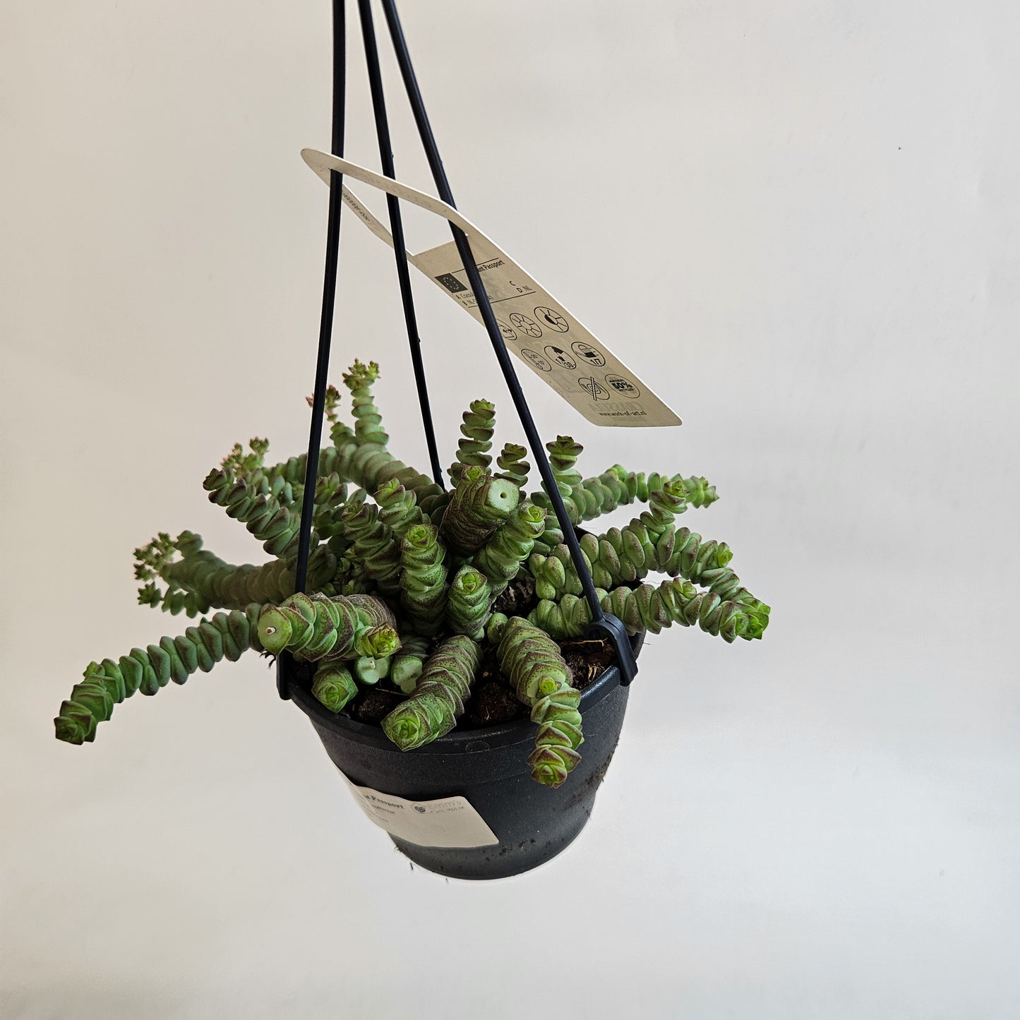 Crassula 'Hottentot' 12cm H30 - 40cm