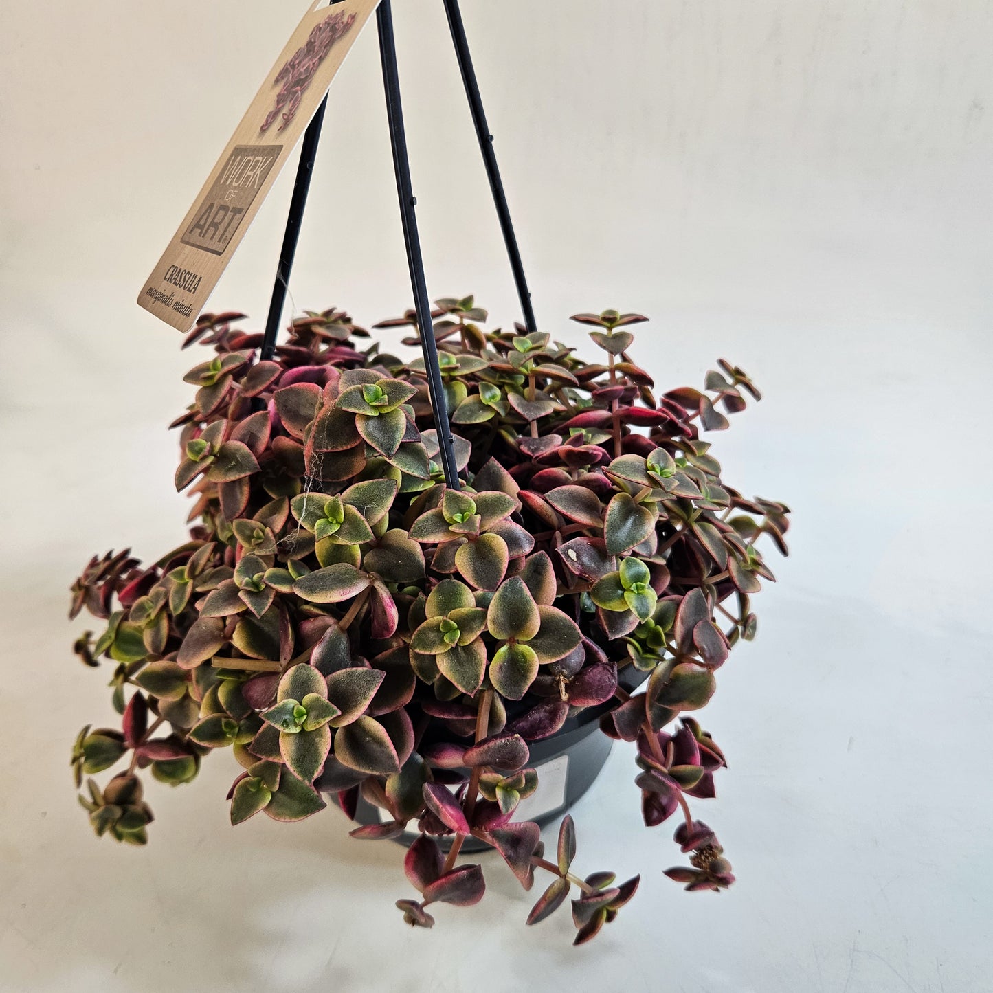 Crassula marginalis minuta 14cm H15cm