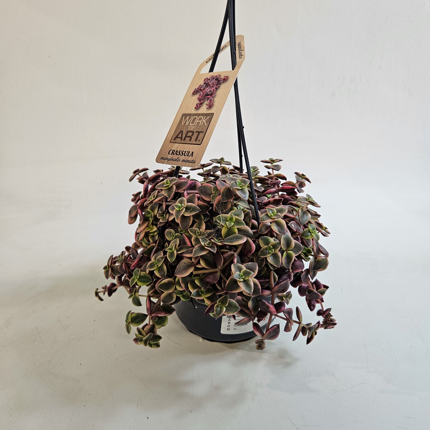 Crassula marginalis minuta 14cm H15cm