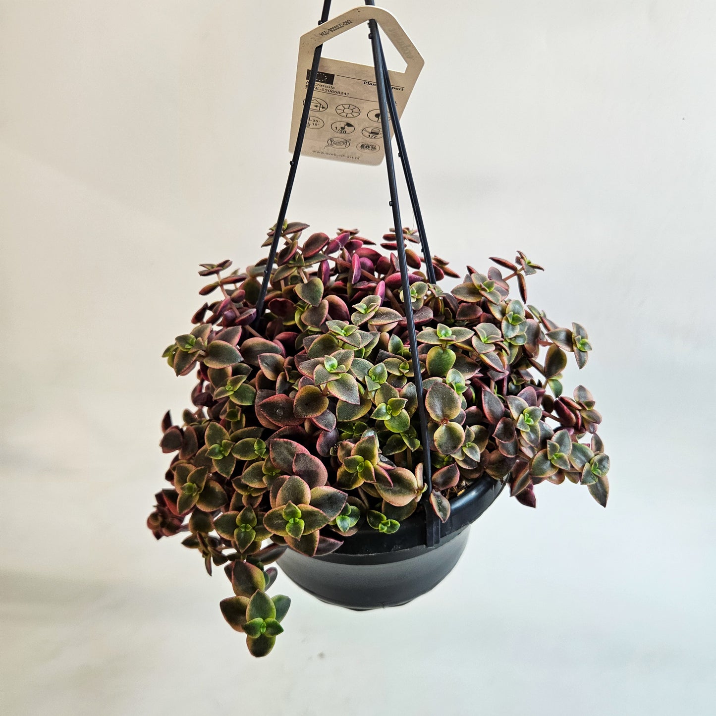 Crassula marginalis minuta 14cm H15cm