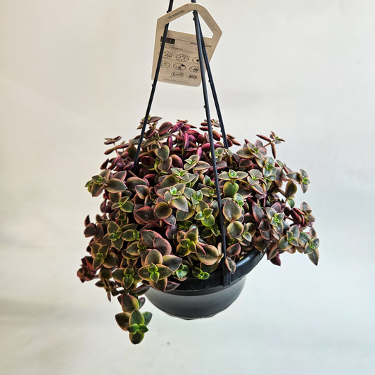 Crassula marginalis minuta 14cm H15cm