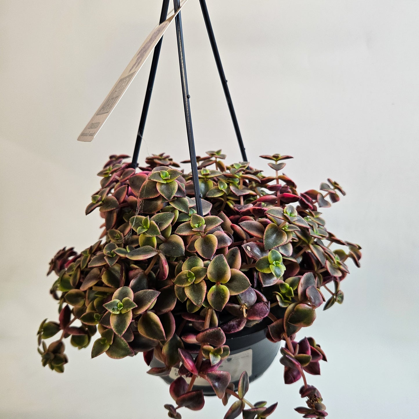 Crassula marginalis minuta 14cm H15cm