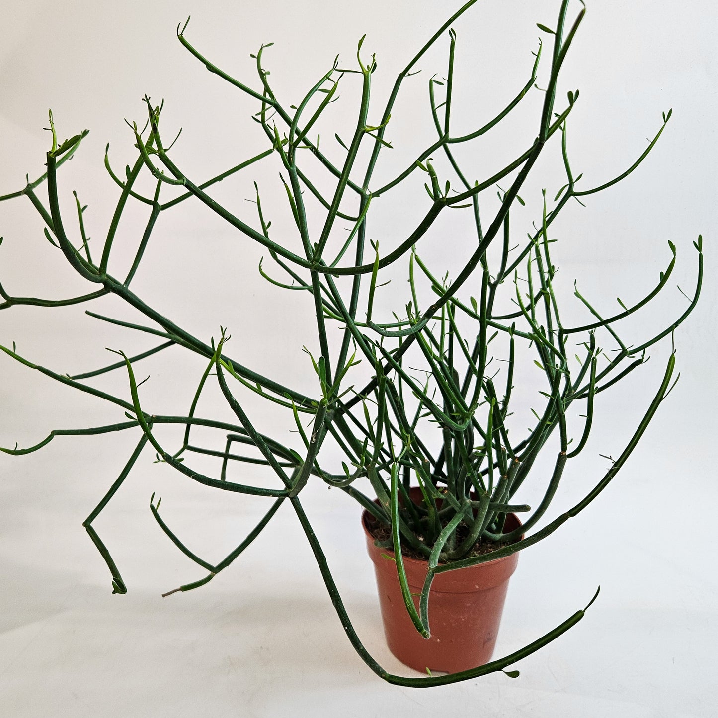 Euphorbia tirucalli 12cm H35 - 45cm