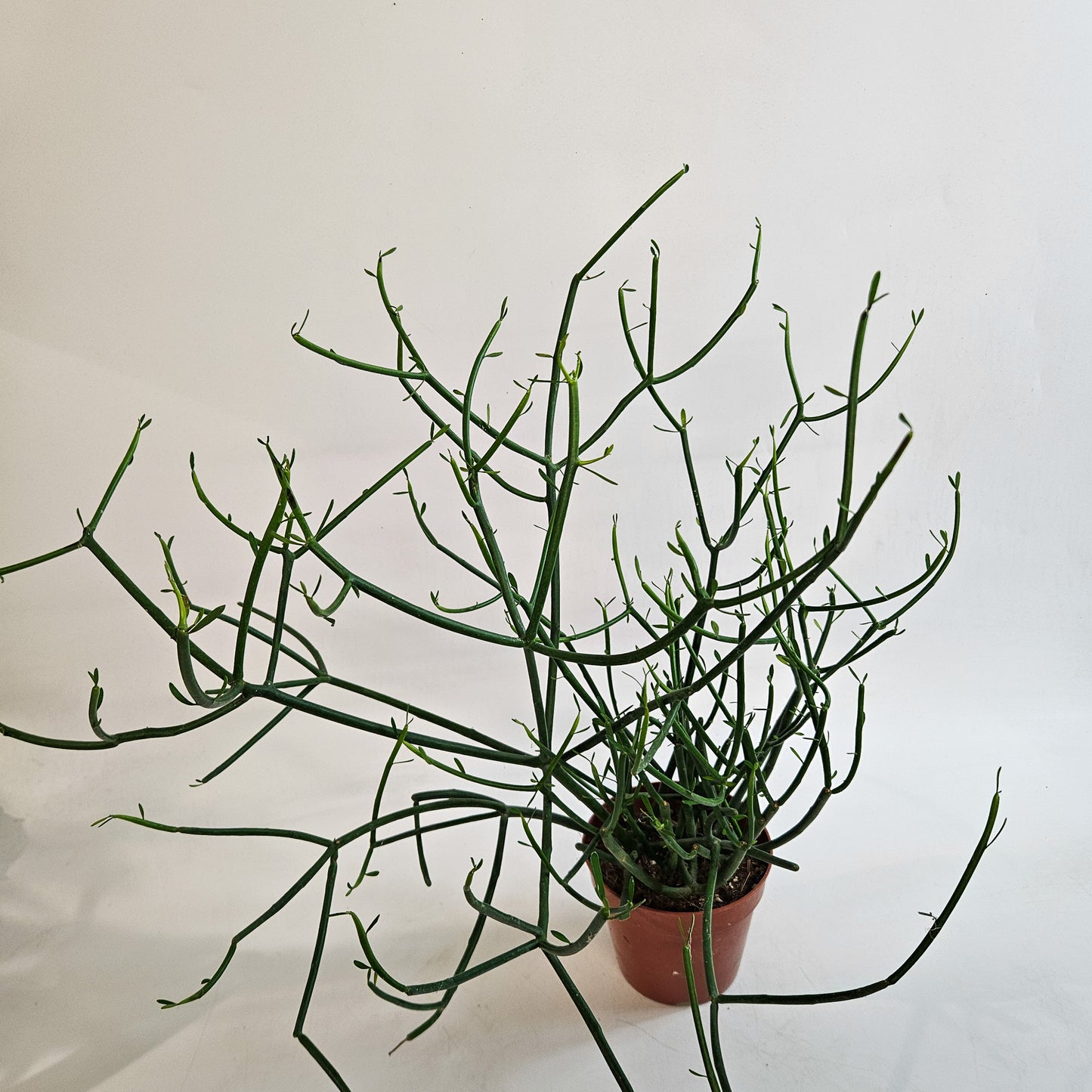 Euphorbia tirucalli 12cm H35 - 45cm
