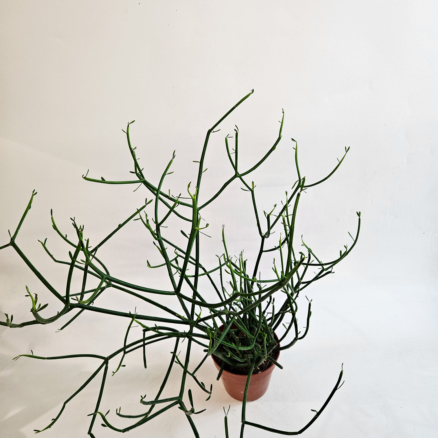 Euphorbia tirucalli 12cm H35 - 45cm
