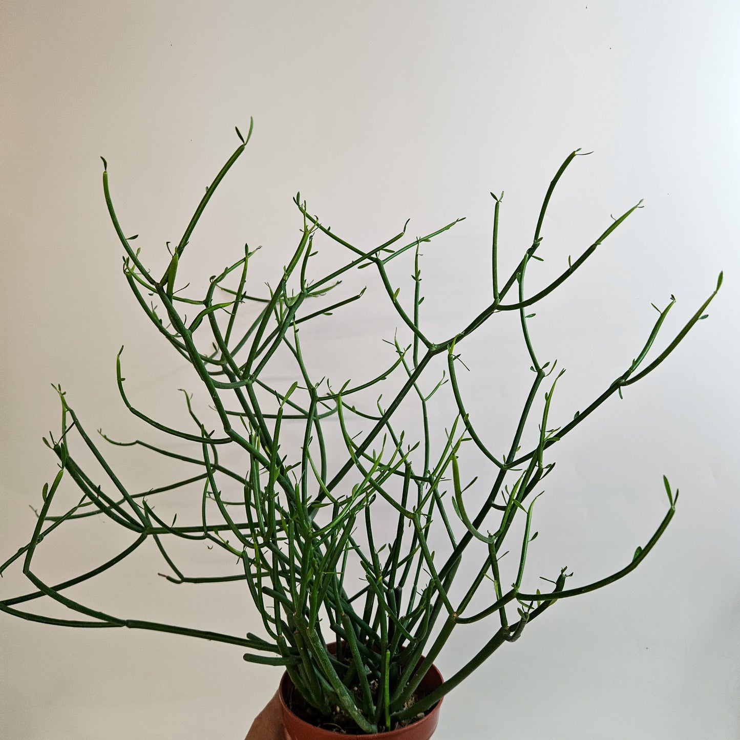 Euphorbia tirucalli 12cm H35 - 45cm