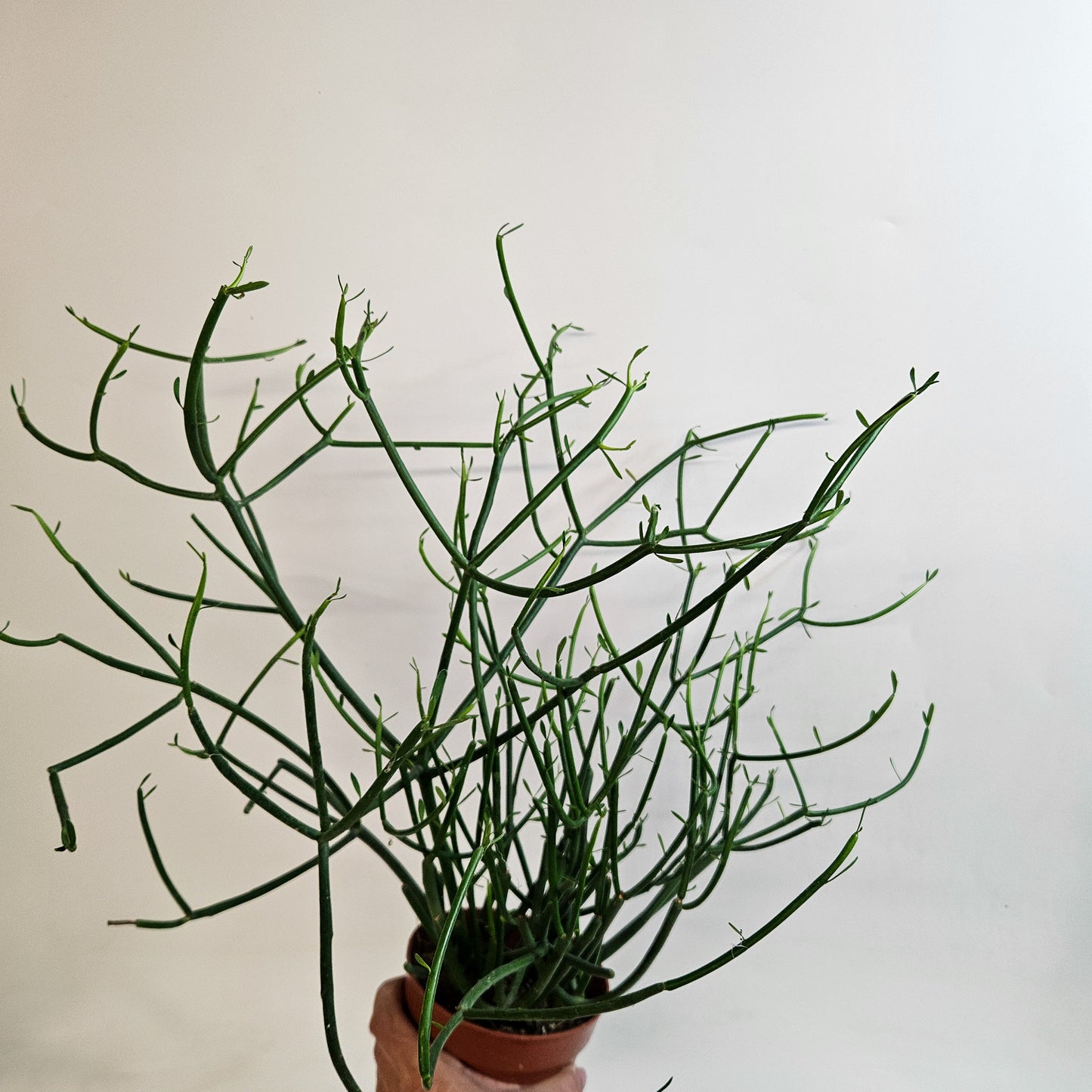 Euphorbia tirucalli 12cm H35 - 45cm