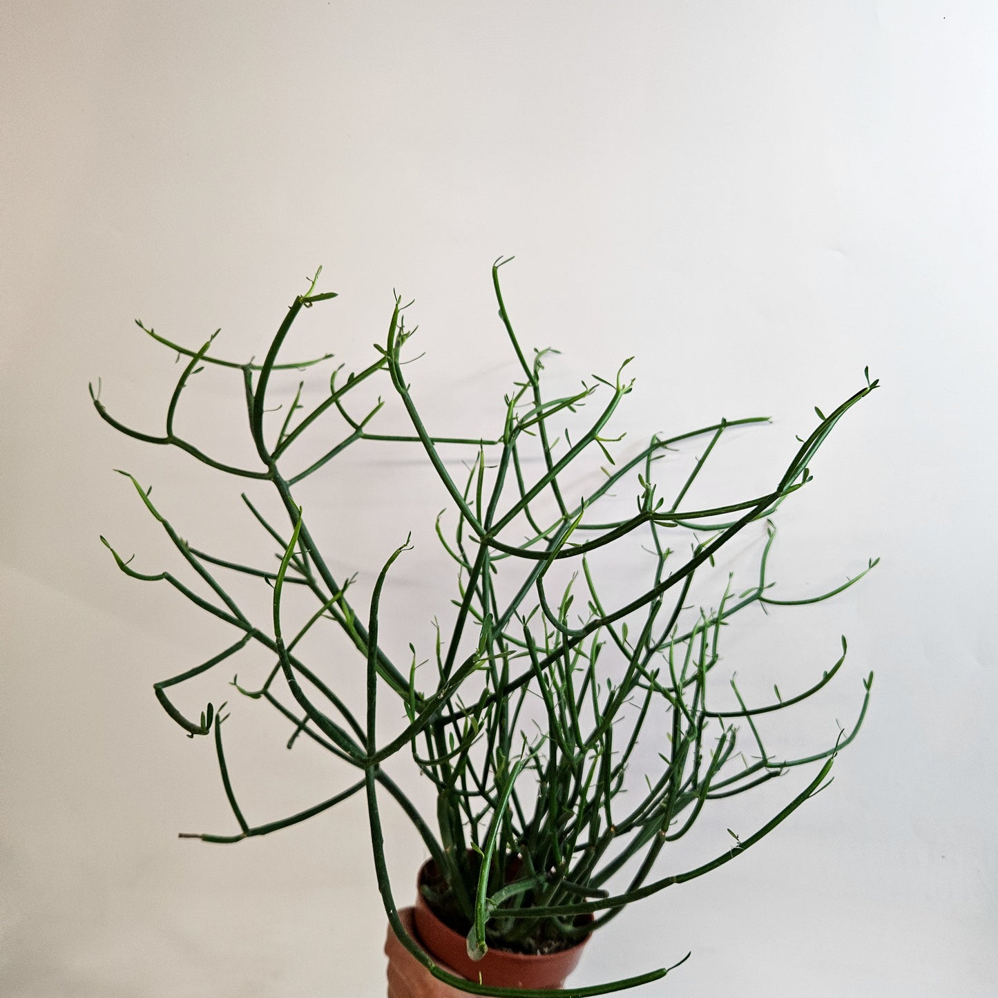 Euphorbia tirucalli 12cm H35 - 45cm