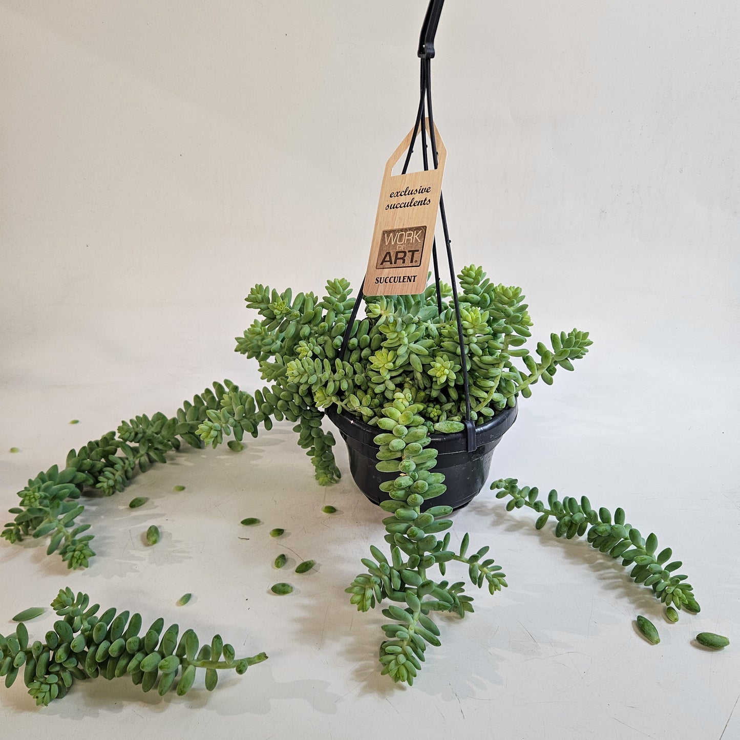 Sedum burrito 14cm H35 - 45cm
