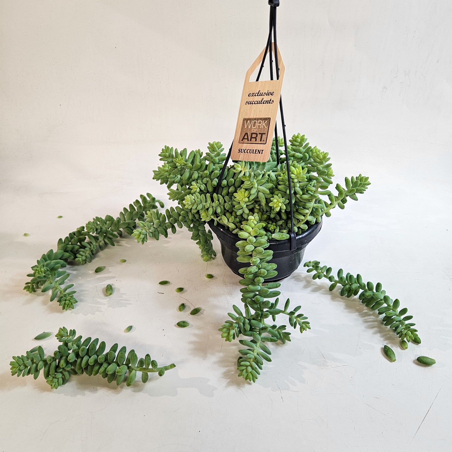 Sedum burrito 14cm H35 - 45cm