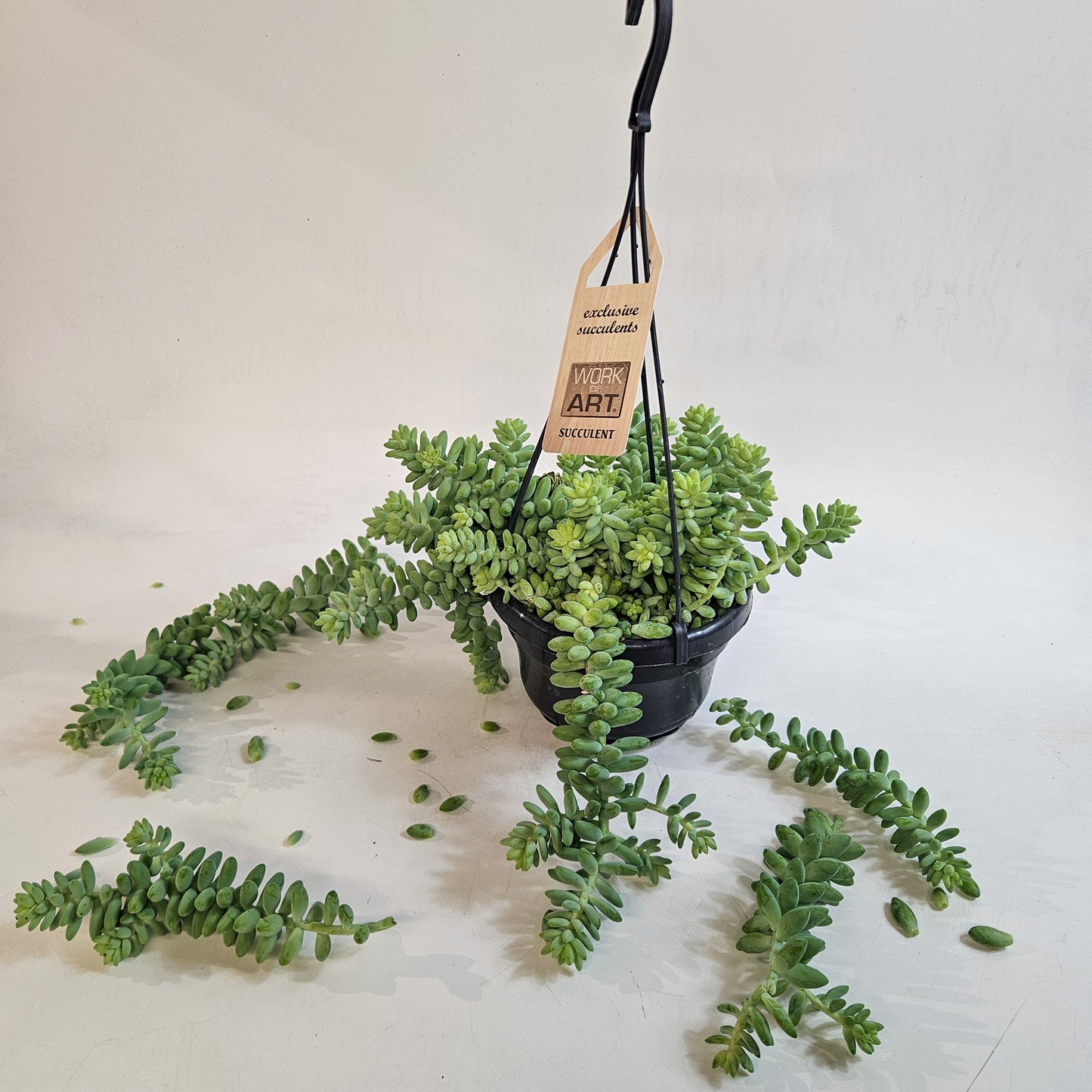 Sedum burrito 14cm H35 - 45cm