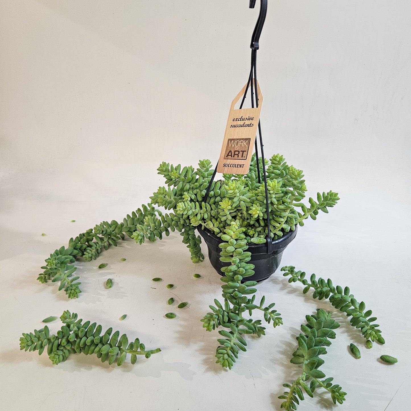 Sedum burrito 14cm H35 - 45cm