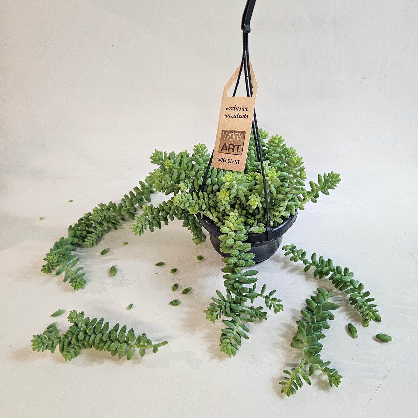 Sedum burrito 14cm H35 - 45cm