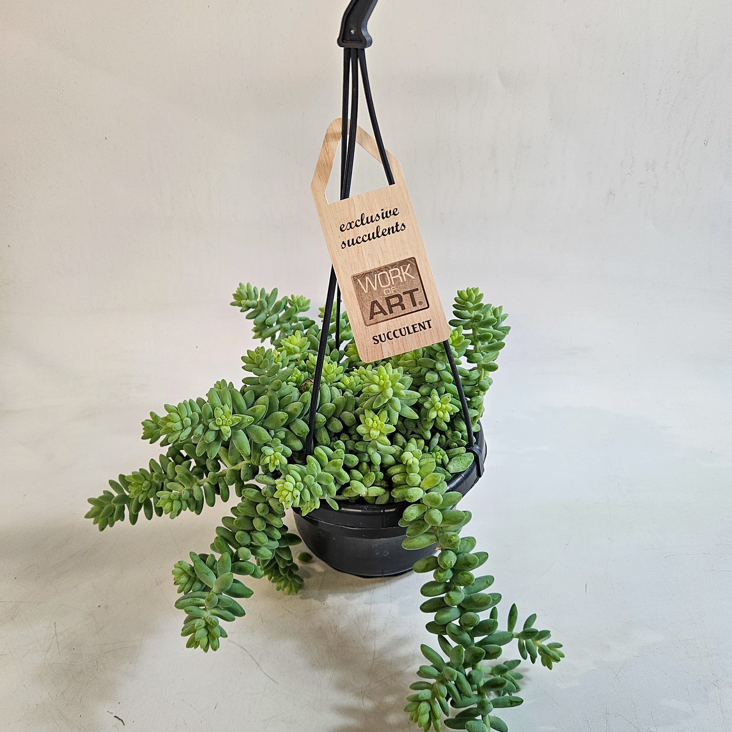 Sedum burrito 14cm H35 - 45cm