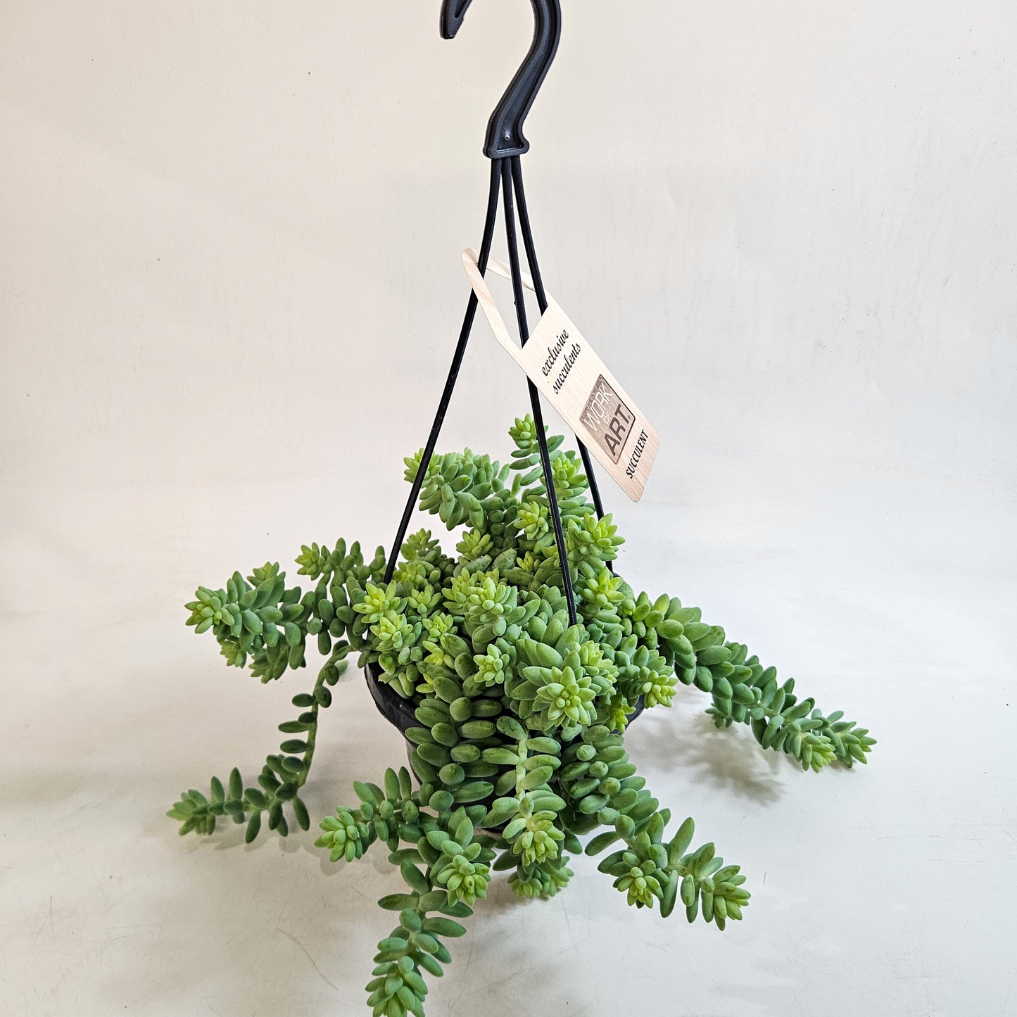 Sedum burrito 14cm H35 - 45cm