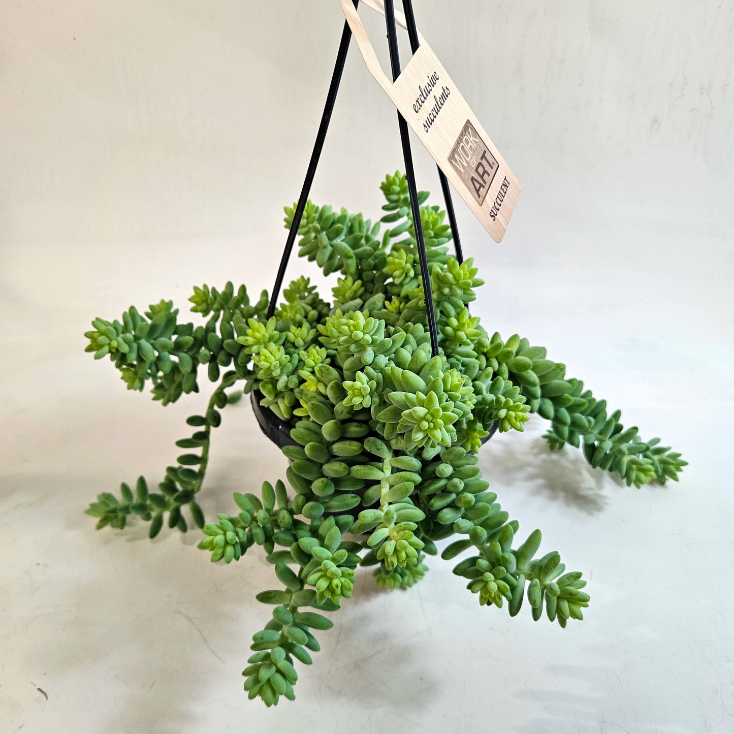 Sedum burrito 14cm H35 - 45cm