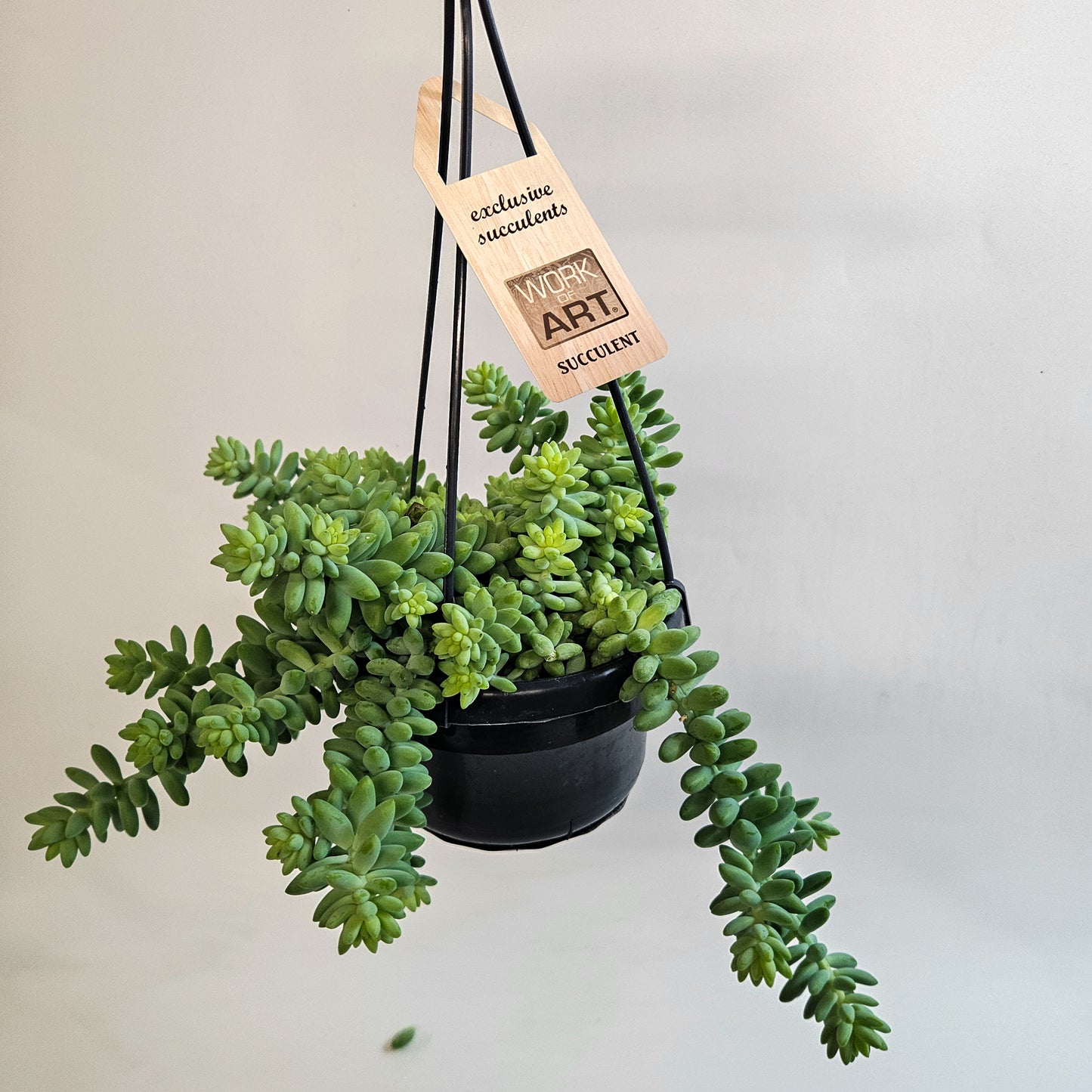 Sedum burrito 14cm H35 - 45cm