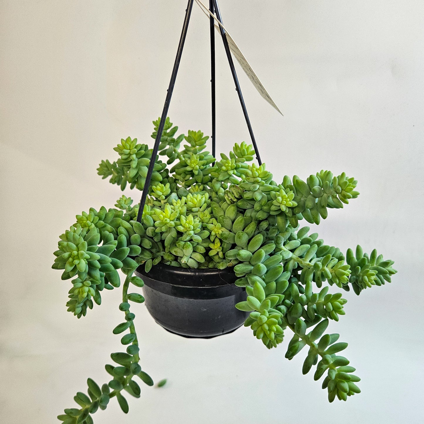 Sedum burrito 14cm H35 - 45cm