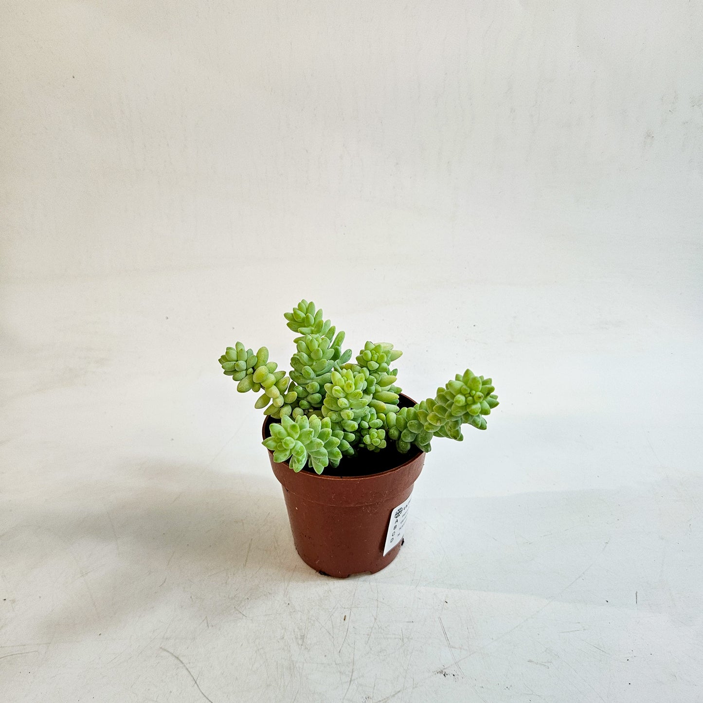 Sedum burrito 8.5cm H12cm
