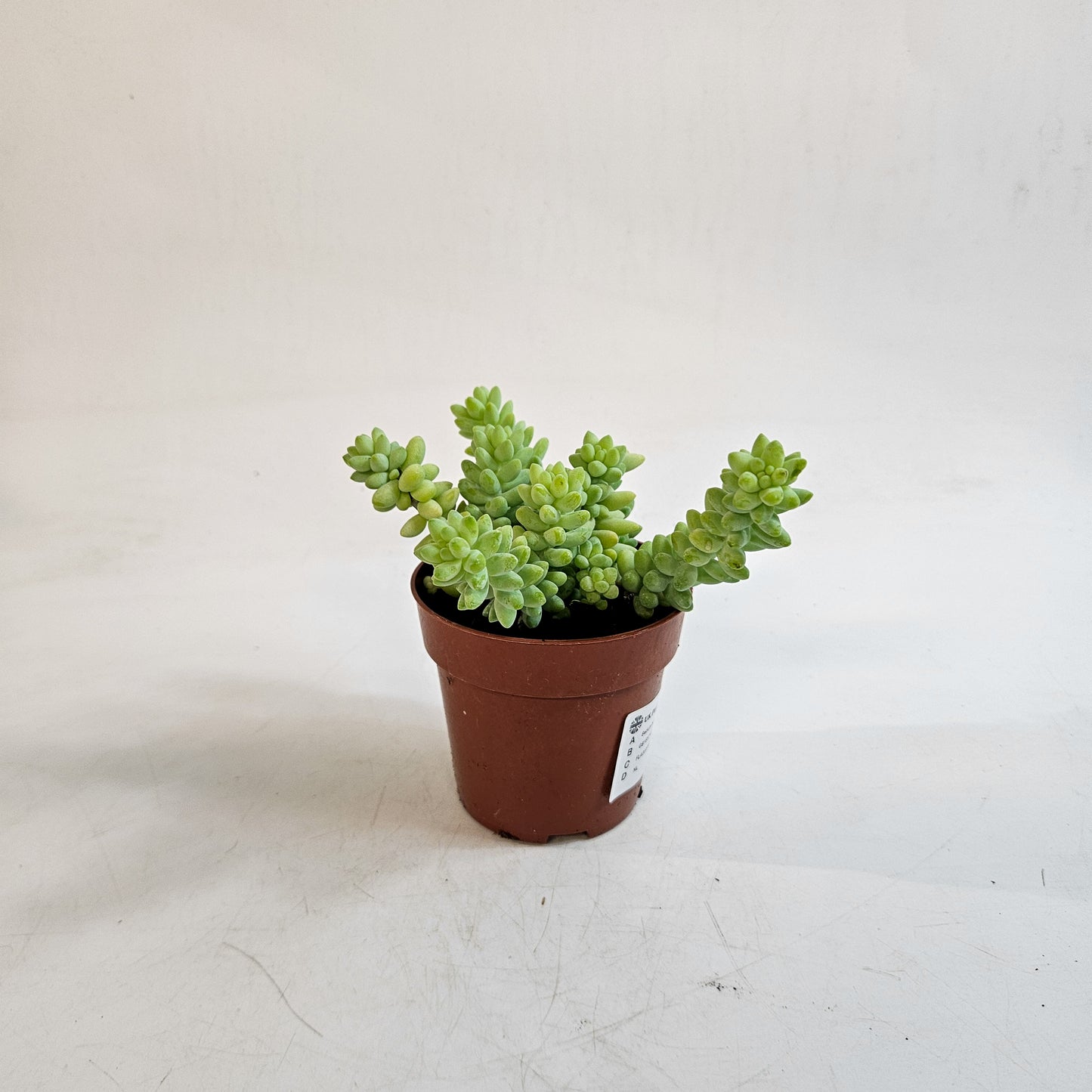 Sedum burrito 8.5cm H12cm