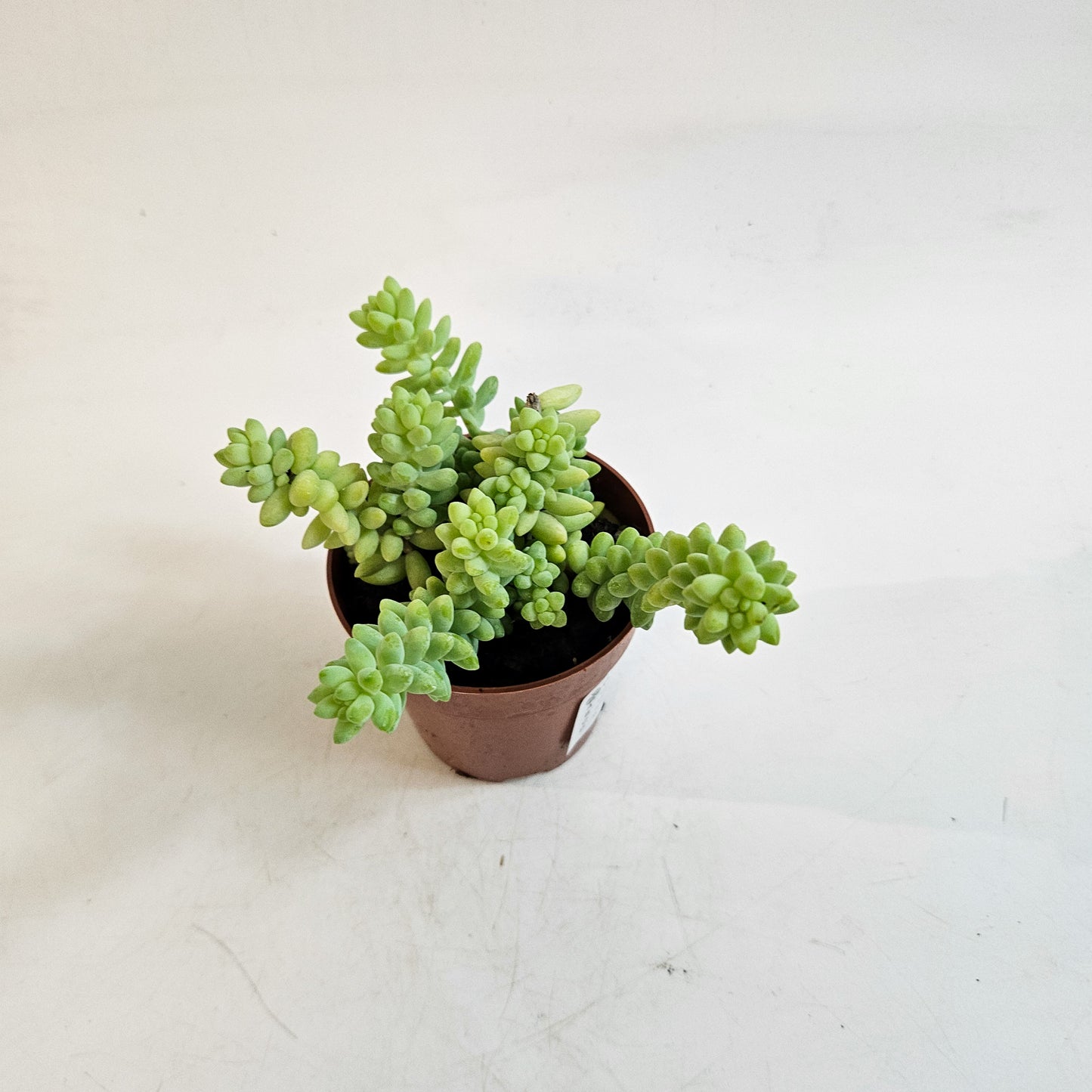 Sedum burrito 8.5cm H12cm