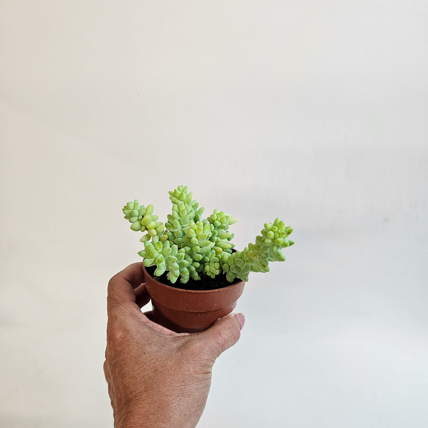 Sedum burrito 8.5cm H12cm