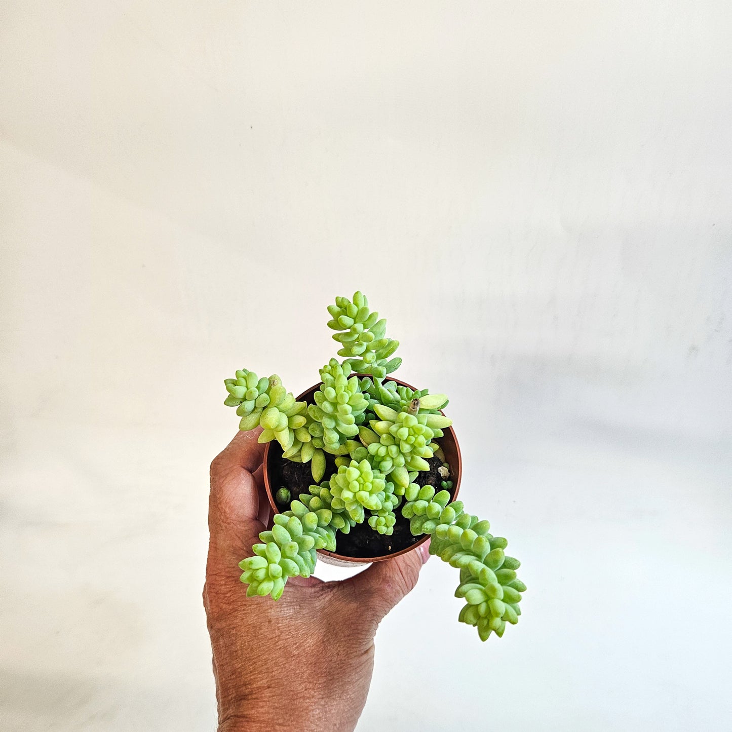 Sedum burrito 8.5cm H12cm