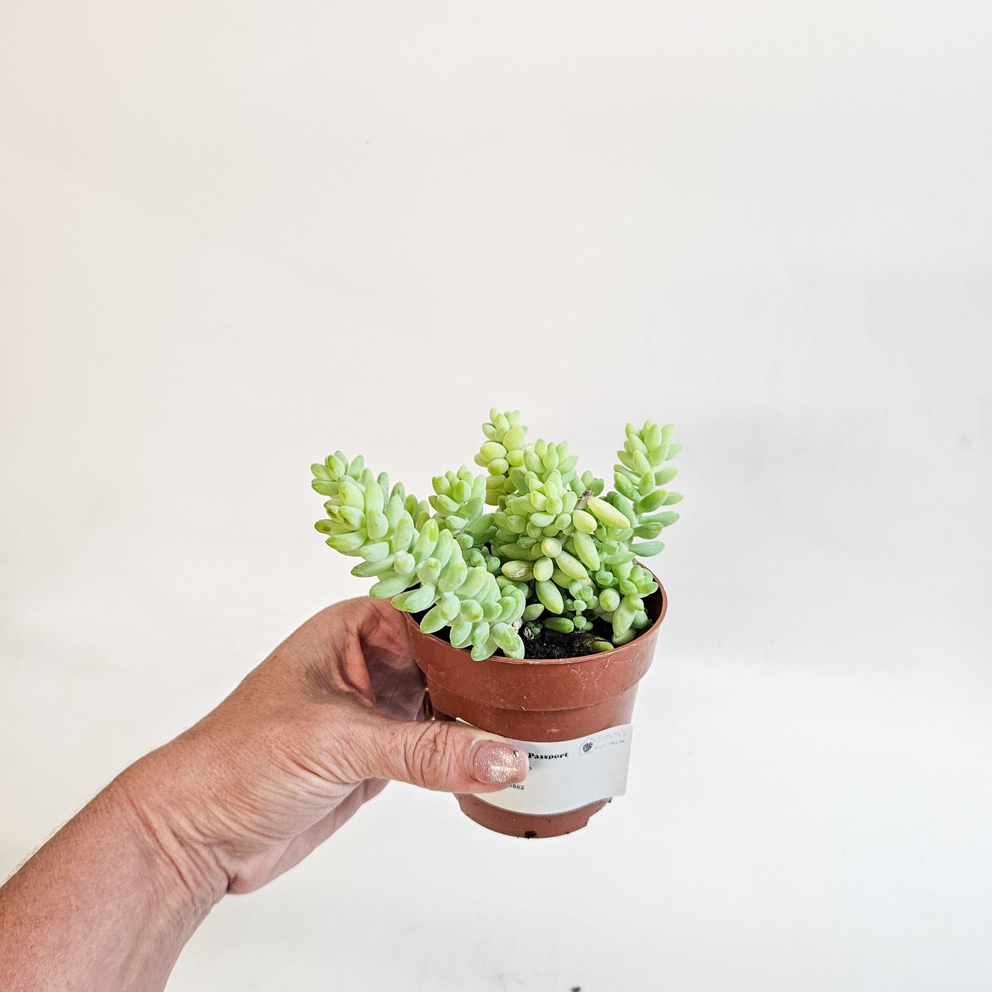 Sedum burrito 8.5cm H12cm