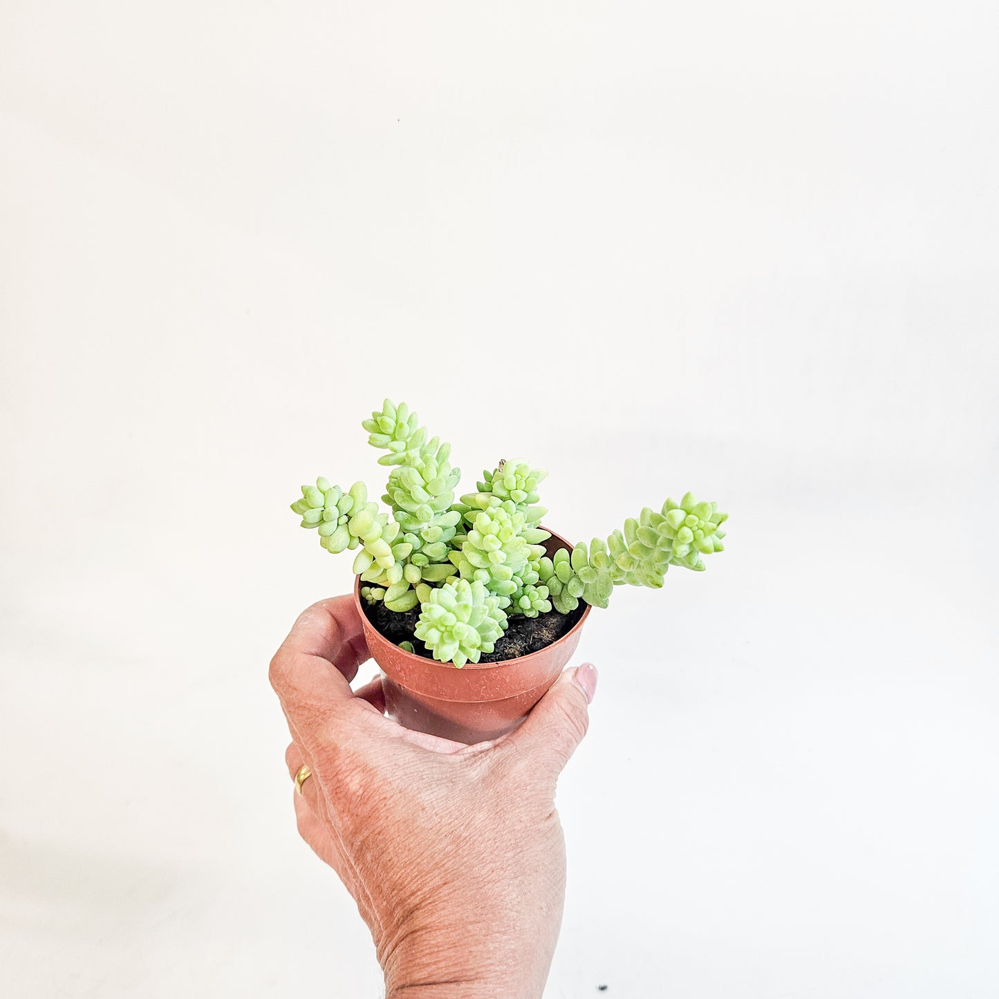 Sedum burrito 8.5cm H12cm