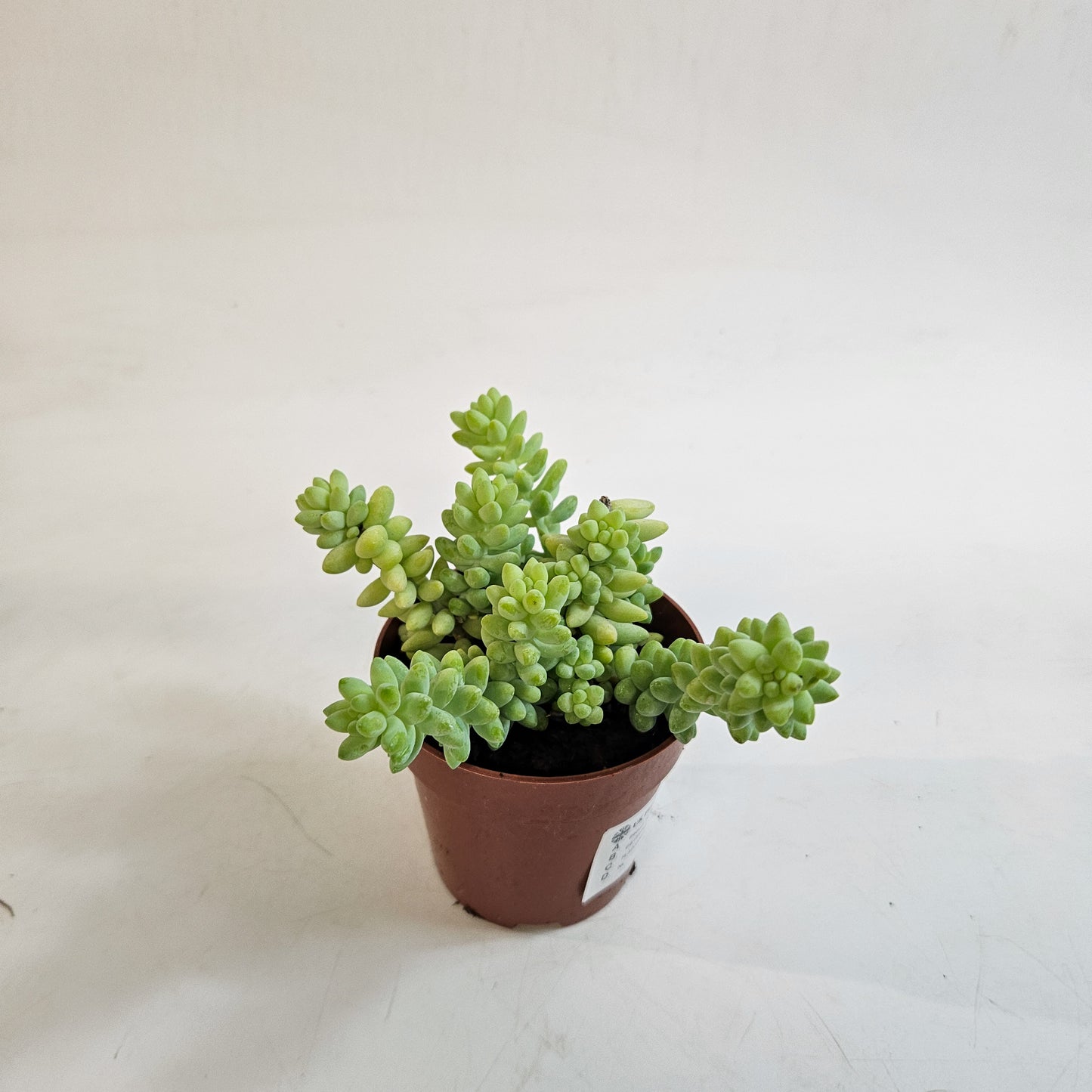 Sedum burrito 8.5cm H12cm