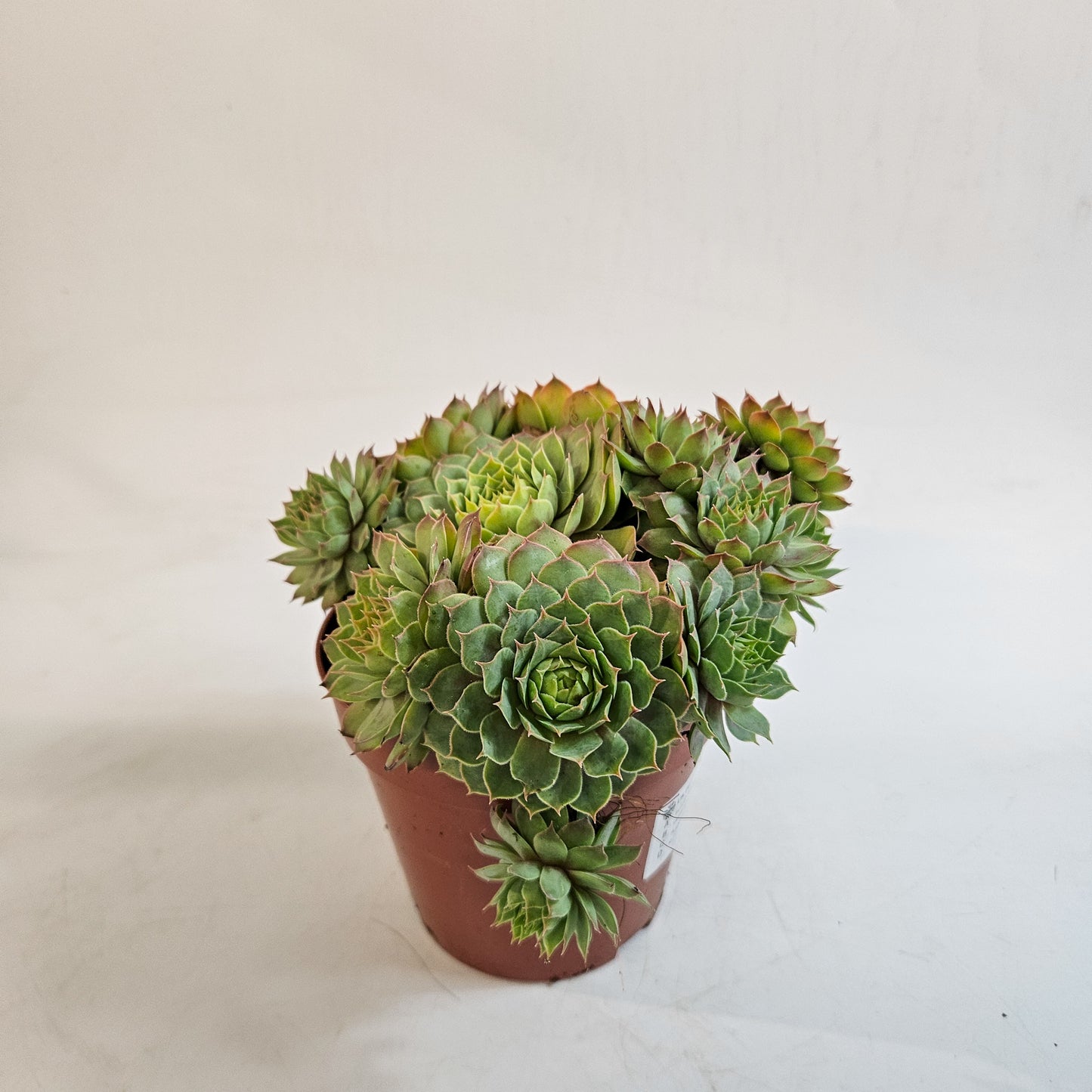 Sempervivum CHICK CHARMS GOLD NUGGET 12cm H15cm