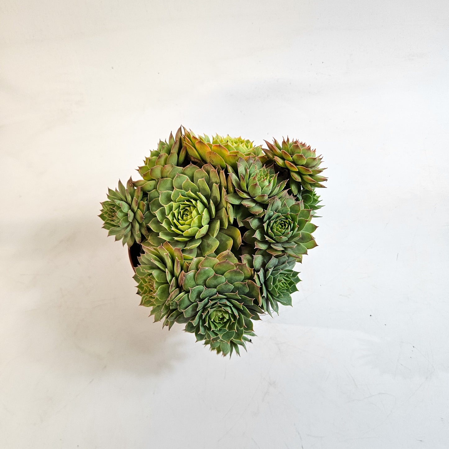 Sempervivum CHICK CHARMS GOLD NUGGET 12cm H15cm