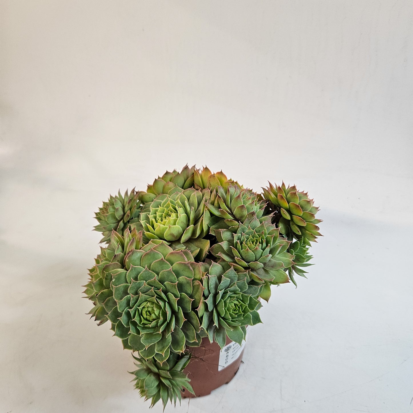 Sempervivum CHICK CHARMS GOLD NUGGET 12cm H15cm