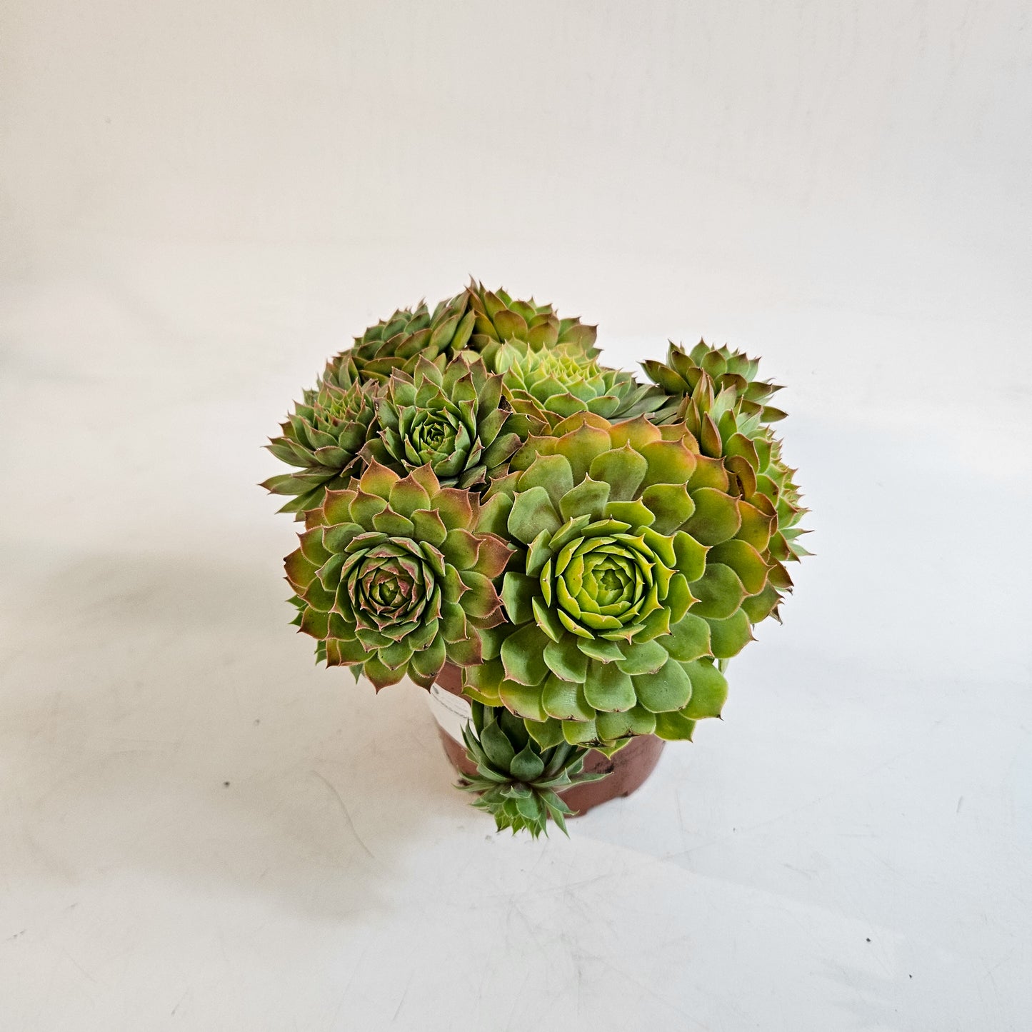 Sempervivum CHICK CHARMS GOLD NUGGET 12cm H15cm